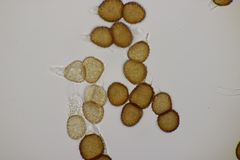 Tranzschelia anemones