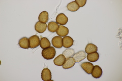 Tranzschelia anemones