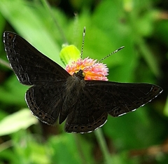 Lepidoptera