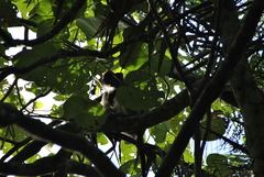 Piliocolobus tephrosceles