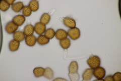 Tranzschelia anemones