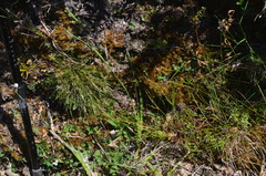 Schoenus apogon caespitans