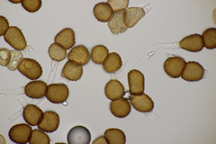 Tranzschelia anemones