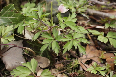 Synchytrium anemones