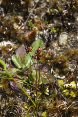 Juncus novae-zelandiae