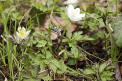 Synchytrium anemones