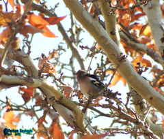 Fringilla coelebs