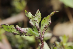 Synchytrium anemones