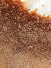 Rigidoporus ulmarius