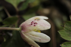 Synchytrium anemones