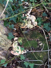 Rigidoporus ulmarius