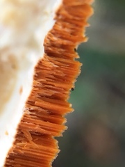 Rigidoporus ulmarius