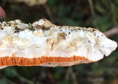 Rigidoporus ulmarius