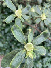 Rhododendron mucronatum