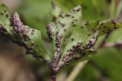 Synchytrium anemones