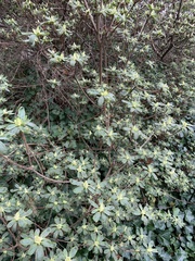 Rhododendron mucronatum