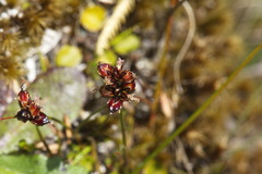 Juncus novae-zelandiae