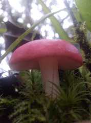 Russula mexicana