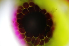 Synchytrium anemones