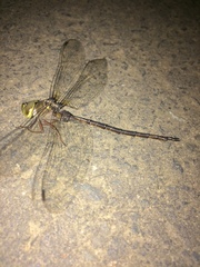 Gynacantha usambarica