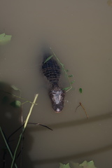 Alligator sinensis