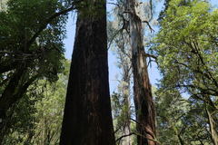 Eucalyptus regnans