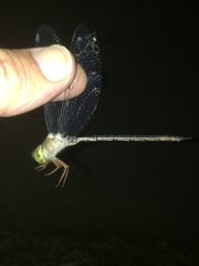 Gynacantha usambarica