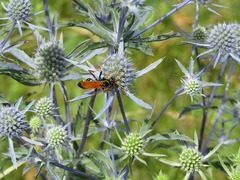 Parabatozonus lacerticida