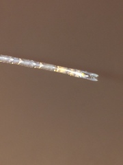 Gynacantha usambarica