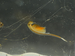 Eubranchipus