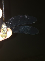 Gynacantha usambarica