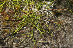 Schoenus maschalinus