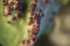 Synchytrium anemones