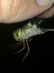 Gynacantha usambarica