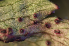 Synchytrium anemones