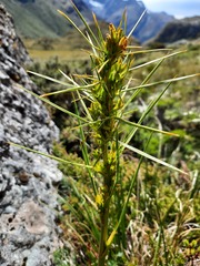 Aciphylla crenulata