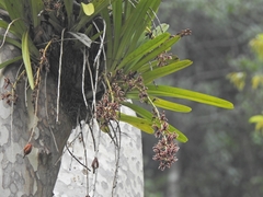 Orchidaceae