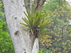 Orchidaceae