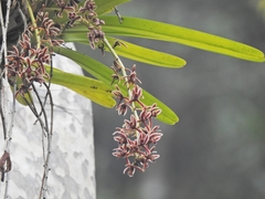 Orchidaceae