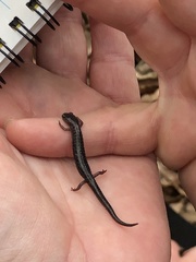 Plethodon albagula