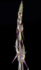 Asparagus albus image