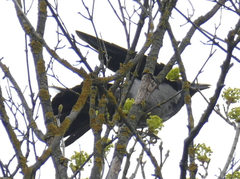 Corvus cornix × corone