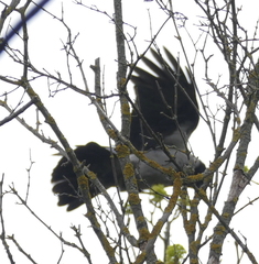 Corvus cornix × corone