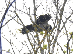 Corvus cornix × corone