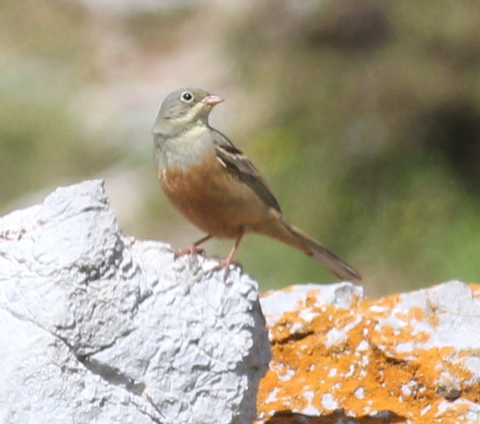 Ortolan Bunting