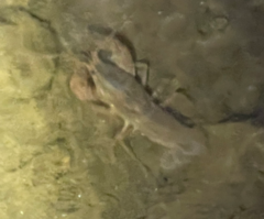 Cambarus bartonii cavatus