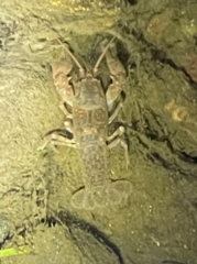 Cambarus bartonii cavatus