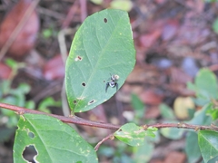 Salticinae
