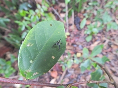 Salticinae