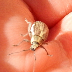 Sciobius